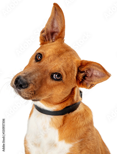 Fotografiet Brown Dog Tilting Head Listening Extracted