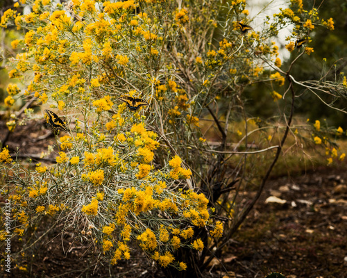 Black and Yellow butterflies in a bush with yellow flowers