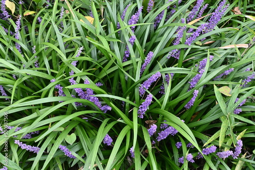 Big blue lily-turf flowers. Asparagaceae perennial plants. Numerous pale purple florets are borne on spikes from July to October. photo