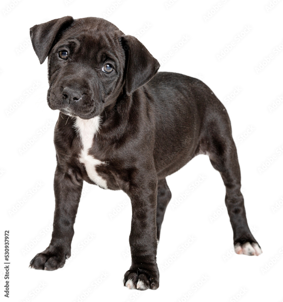 Cute Black Puppy Standing Looking Forward - Extracted