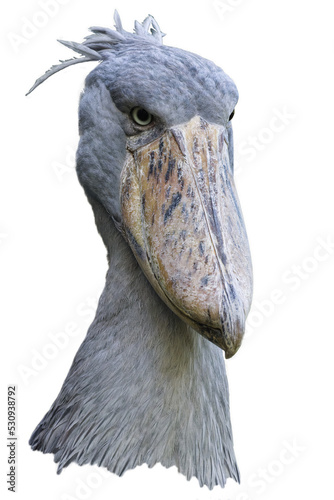 Canvas Print Shoebill, Balaeniceps rex.