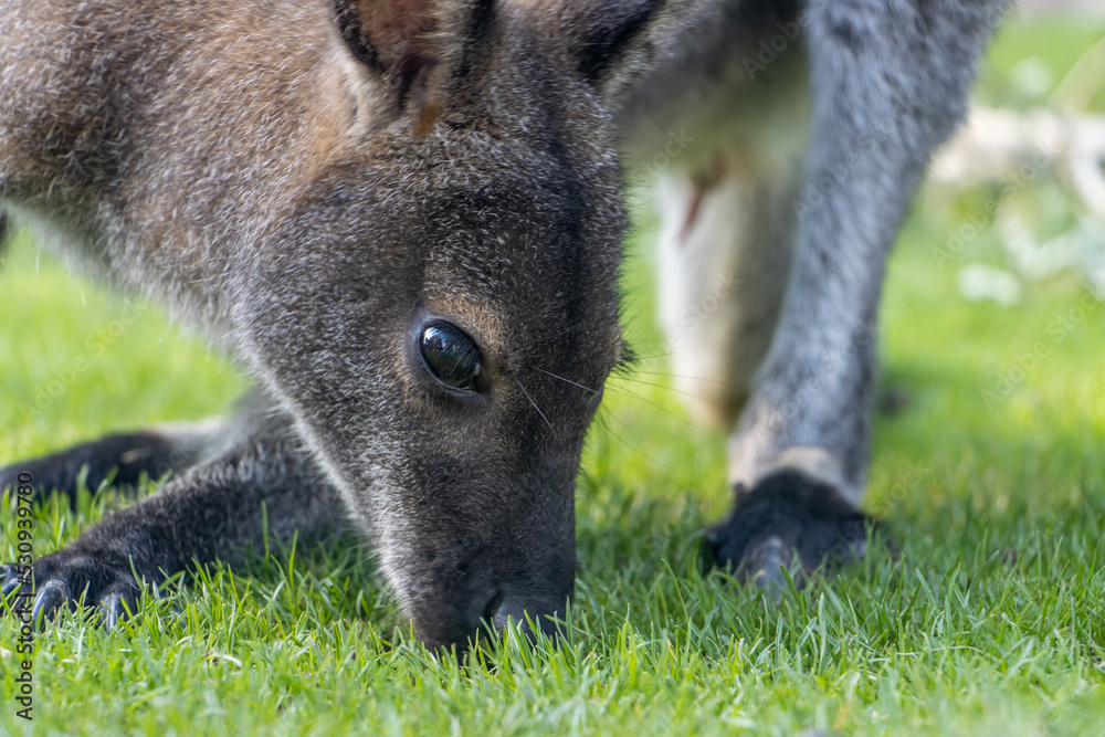 A red-necked wallaby - Notamacropus rufogriseus on a green meadow A red-necked wallaby - Notamacropus rufogriseus on a green meadow