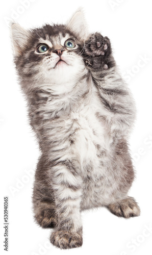 Cute kitten with high five paw