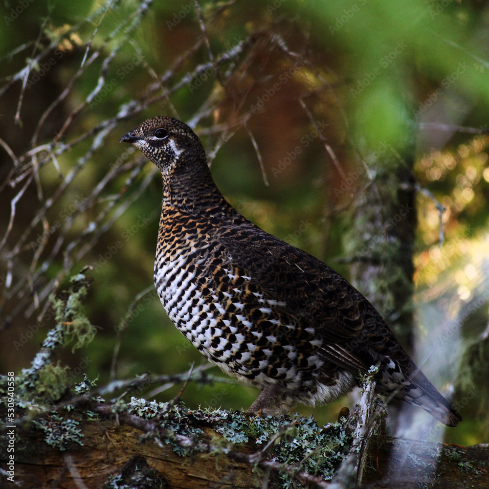 Obraz premium Ruffed Grouse Portrait