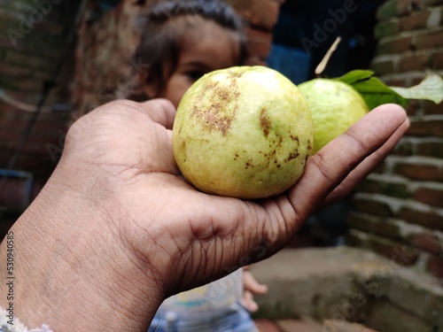 Two guava on hand fresh with leaf