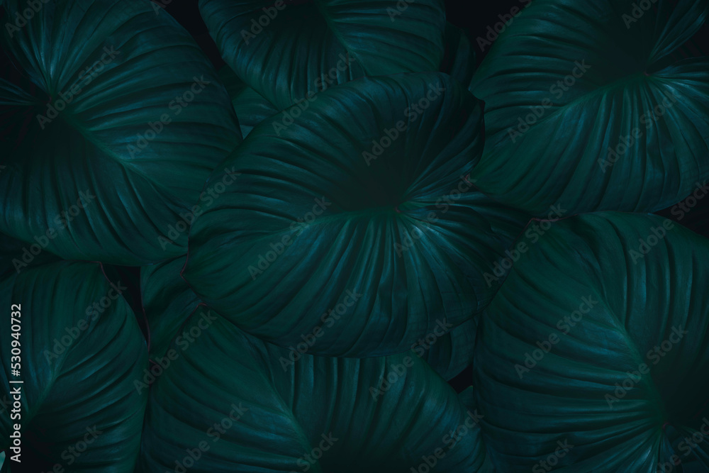 Top view leaf background.Green leaves color tone dark in the morning.Tropical Plant in Thailand,environment,good air.photo concept nature and plant. Top view leaf background.Green leaves color tone dark in the morning.Tropical Plant in Thailand,environment,good air.photo concept nature and plant.