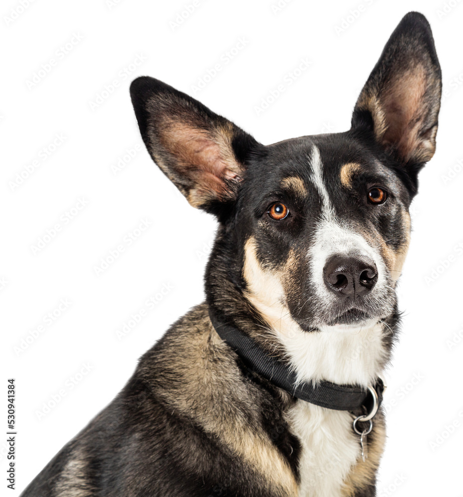 Closeup Shepherd Crossbreed Dog Portrait Extracted