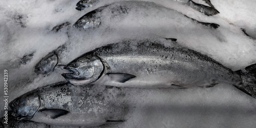 Chinook salmon stacked in the ice pile in the Pike Place Market in Seattle, Washington State photo