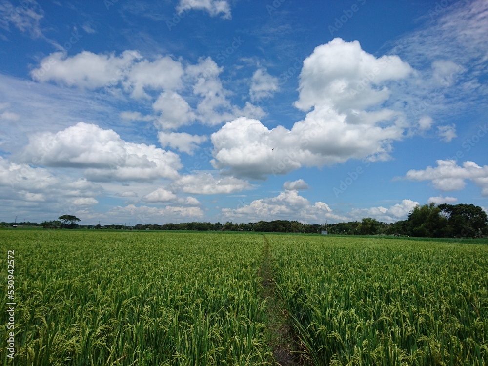 field and blue sky field and blue sky