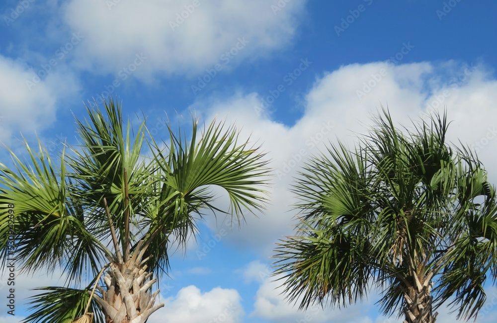 Palm trees crown on blue sky background in Florida nature 