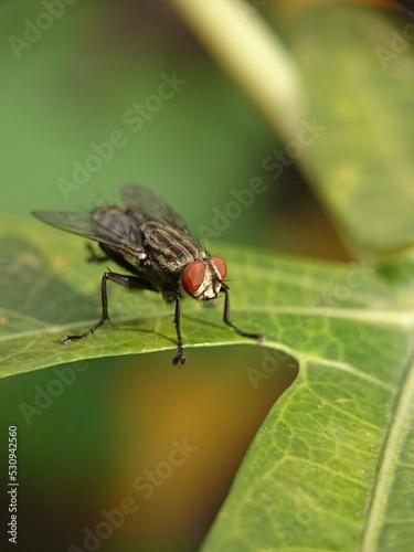 fly on leaf