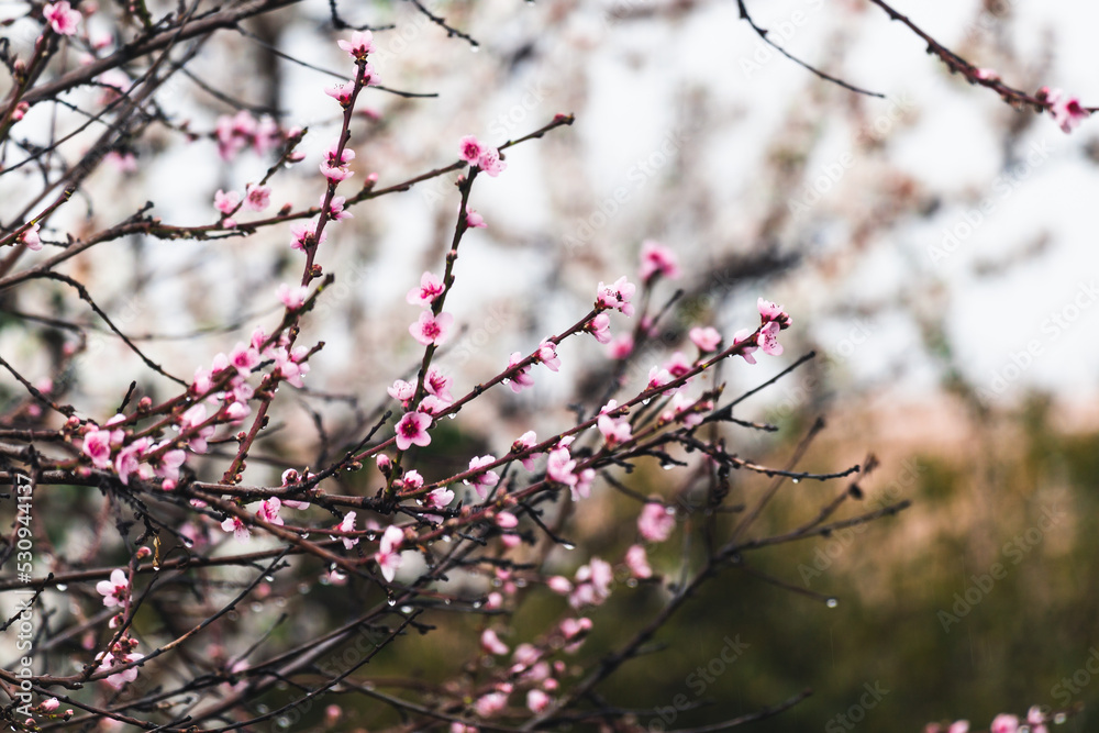 pink blossom tree outdoor shot at shallow depth of field pink blossom tree outdoor shot at shallow depth of field