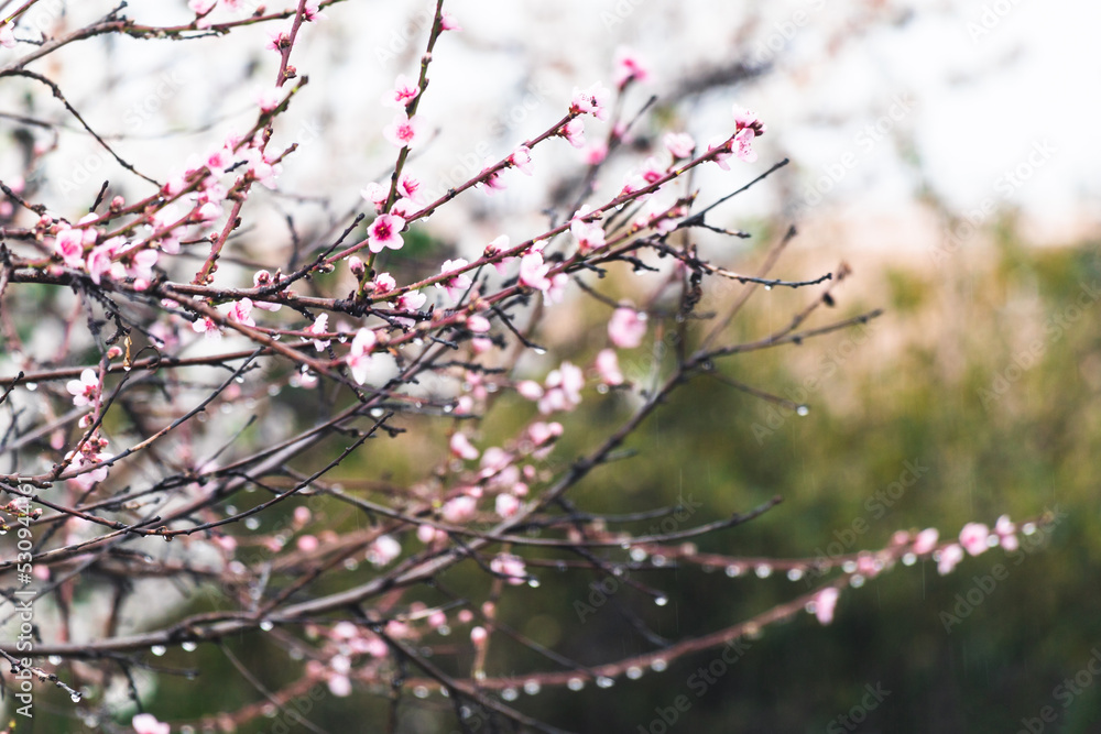 pink blossom tree outdoor shot at shallow depth of field pink blossom tree outdoor shot at shallow depth of field