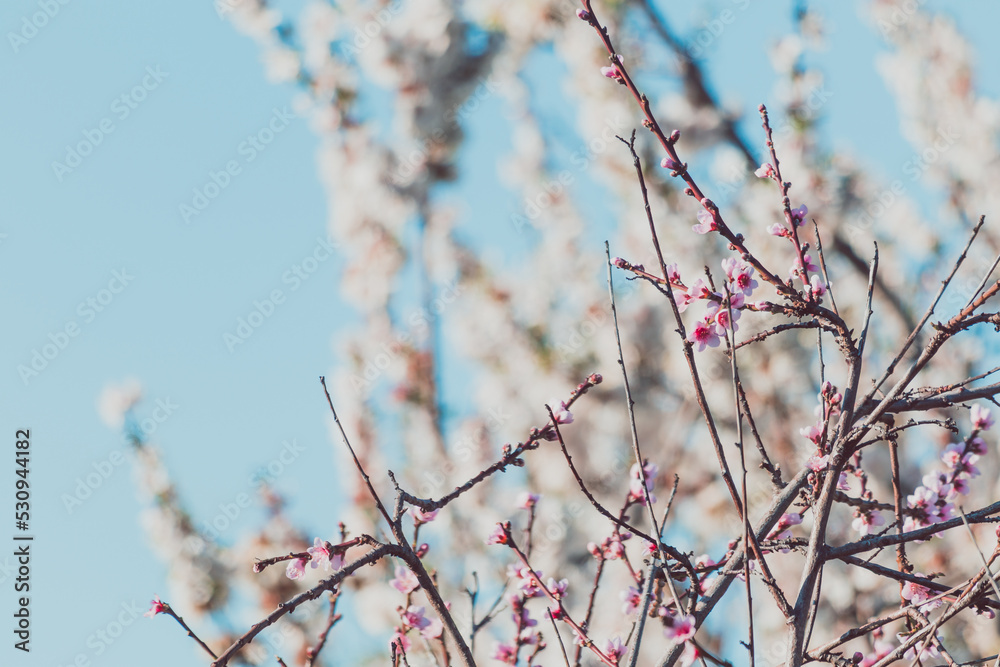 pink blossom tree outdoor shot at shallow depth of field pink blossom tree outdoor shot at shallow depth of field
