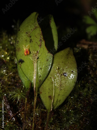 Miniature orchid Lepanthes disticha photo