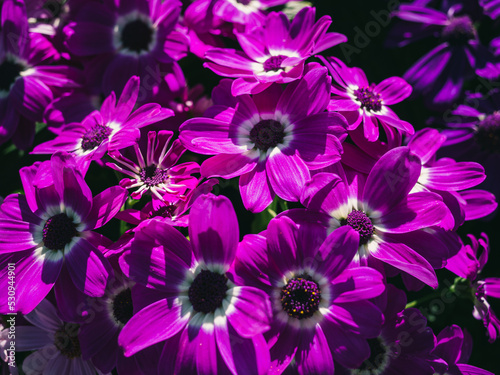 purple flowers