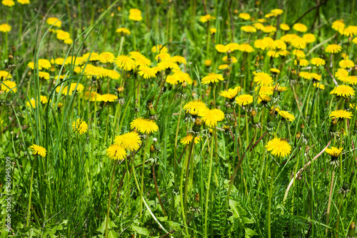 The common dandelion (lat. Taraxacum officinale), of the family Asteraceae. Central Russia.