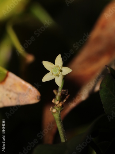 Miniature flower of Orthosia glaberrima (Apocynaceae) from Costa Rica photo