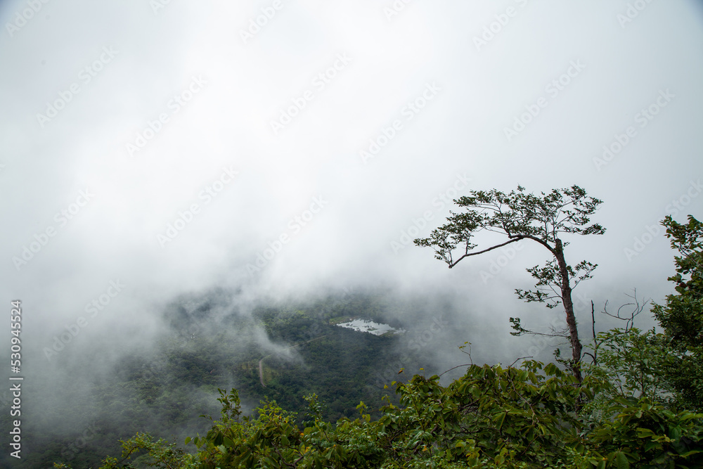 fog in the forest