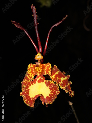 Tropical orchid Psychopsis krameriana
