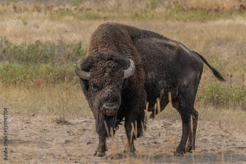 American bison standing looking mean