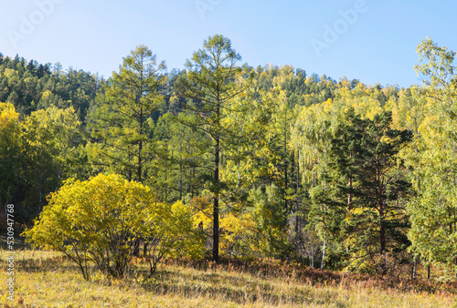 Fototapeta Naklejka Na Ścianę i Meble -  Forest in the early autumn on a sunny day