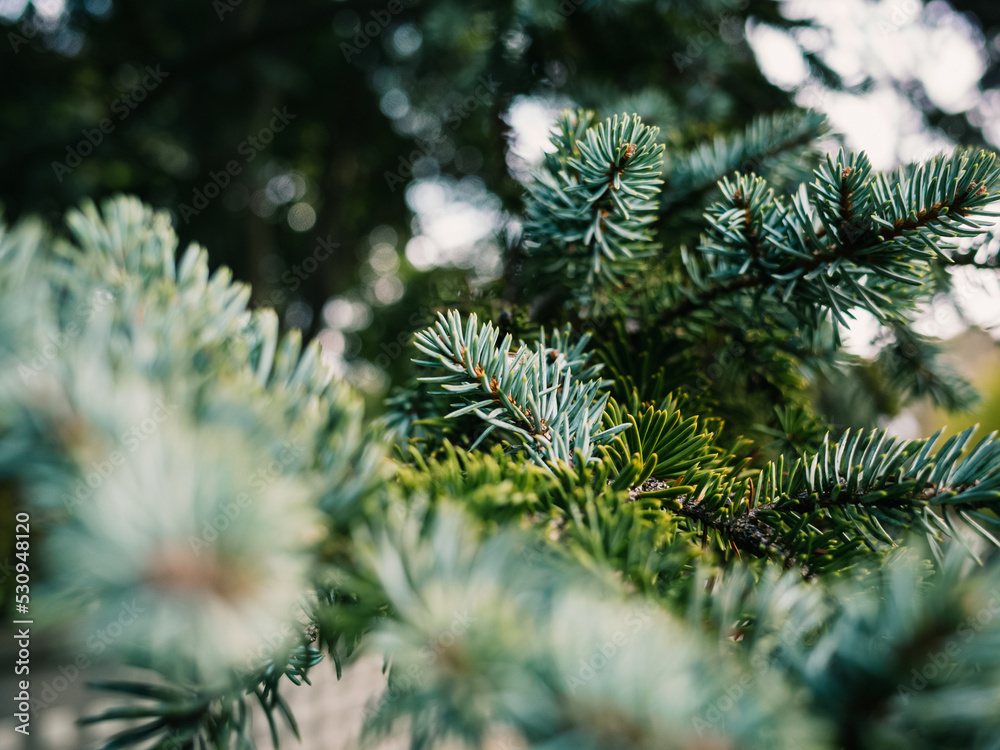 branches of a pine branches of a pine