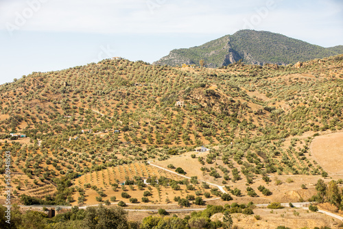 Green landscape of the Andalusia countryside  Spain with hills and generic vegetation