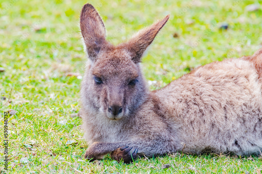 Fototapeta premium Eastern Grey Kangaoo - a young joey