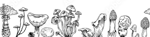 Mushrooms grow horizontally bottom seamless border. Edible and non-edible mushroom plants from wild forest. Outline hand drawn sketch. Drawing with ink. Isolated on white background. Vector.