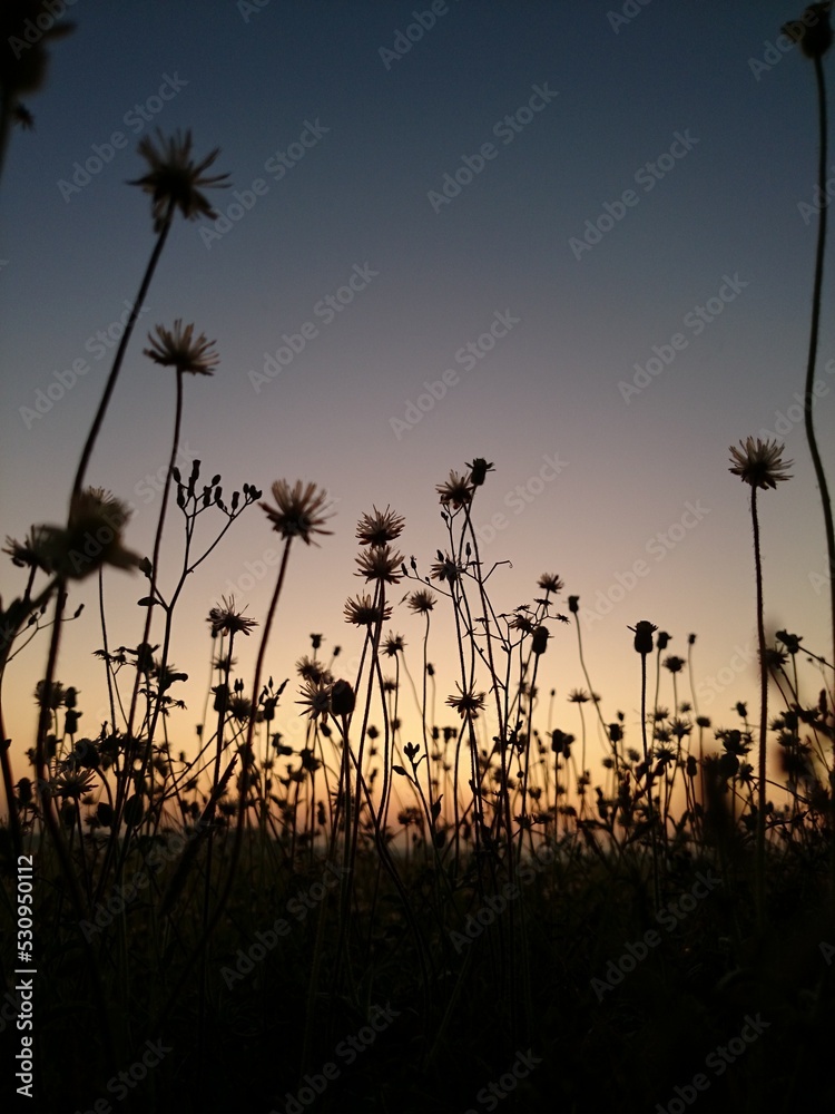 Obraz premium sunset in the grass