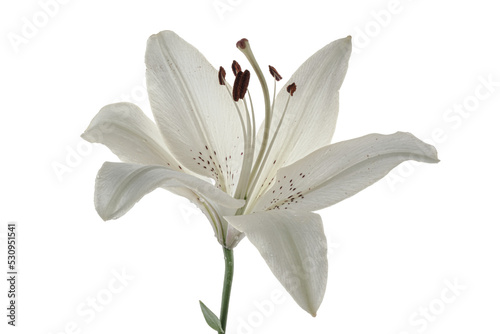 White flower lily isolated on transparent background. Front view 