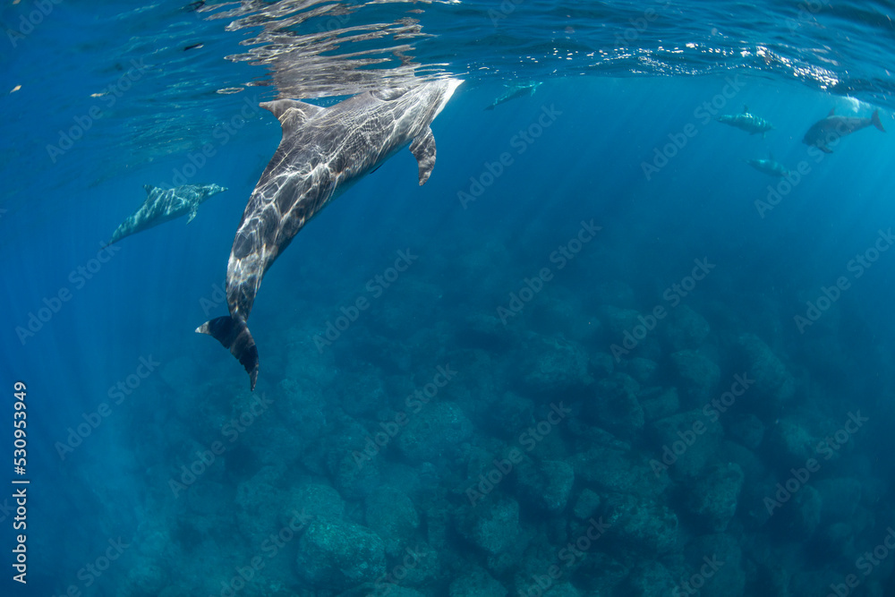 dolphins underwater