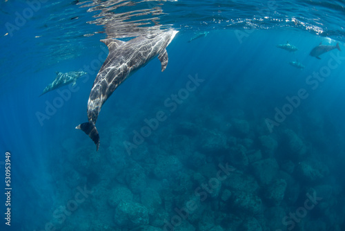 dolphins underwater © 敏治 荒川