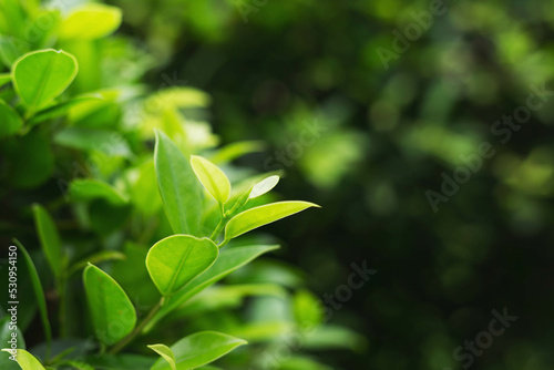 Green leaves on a blurred green background in the garden Natural green plant background