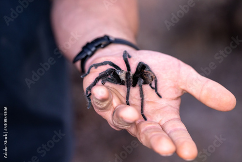 Hairy wild black tarantula crawling on the palm of a man's hand