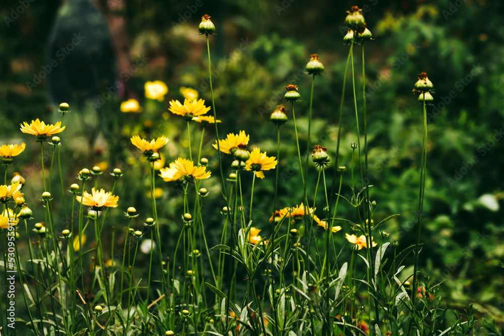 Flowers in the summer garden. Light summer background. Natural Floral Backdrop