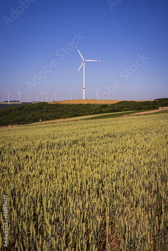 Beautiful Blue Sky with windmill in the background and barely field in the foreground. Fee space top left and right and bottom