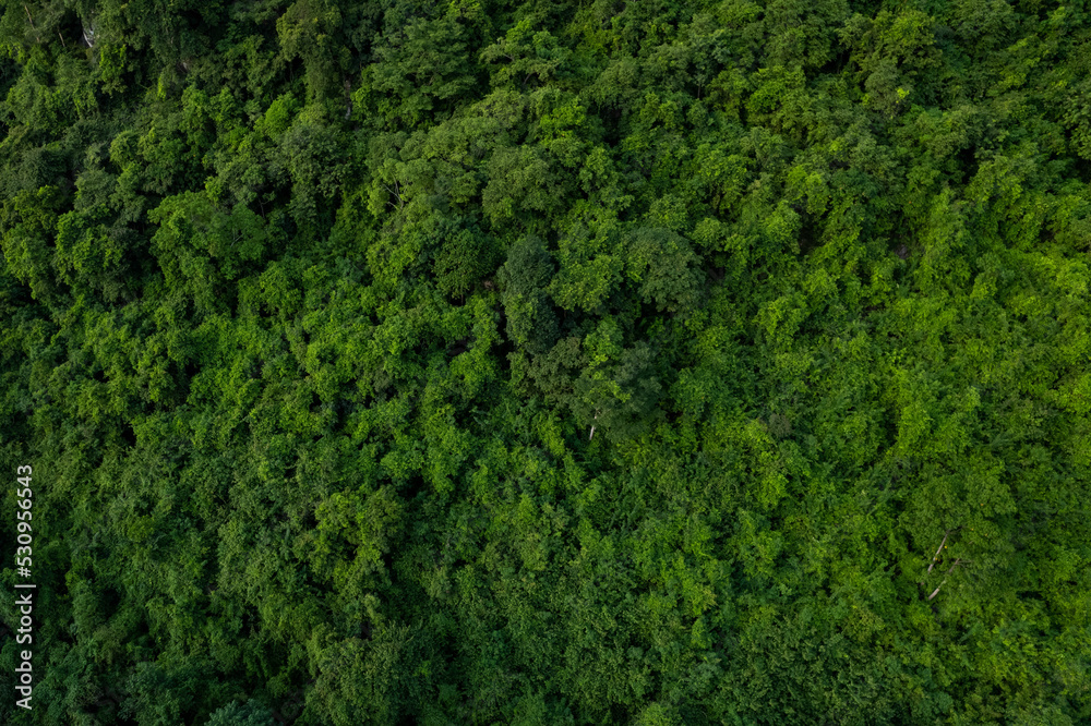 Obraz premium aerial view of dark green forest Abundant natural ecosystems of rainforest. Concept of nature forest preservation and reforestation.soft focus