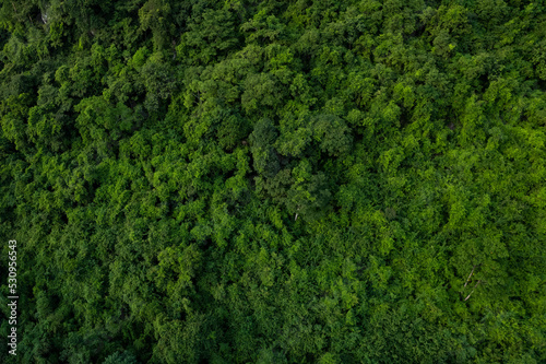 aerial view of dark green forest Abundant natural ecosystems of rainforest. Concept of nature  forest preservation and reforestation.soft focus