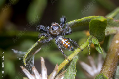 Male Thyene imperialis jumping spider walks on a plant looking for preys. photo