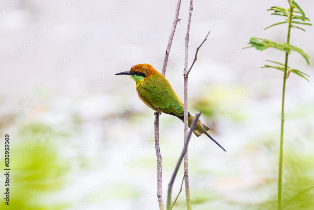 Obraz premium Green Bee-eater (Merops orientaiis) A beautiful little bird on the branches.
