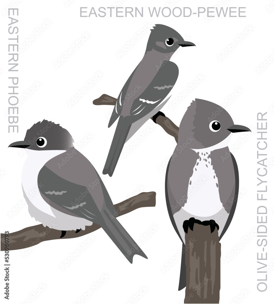 Obraz premium Cute Bird Tyrant Flycatcher Set Cartoon Vector