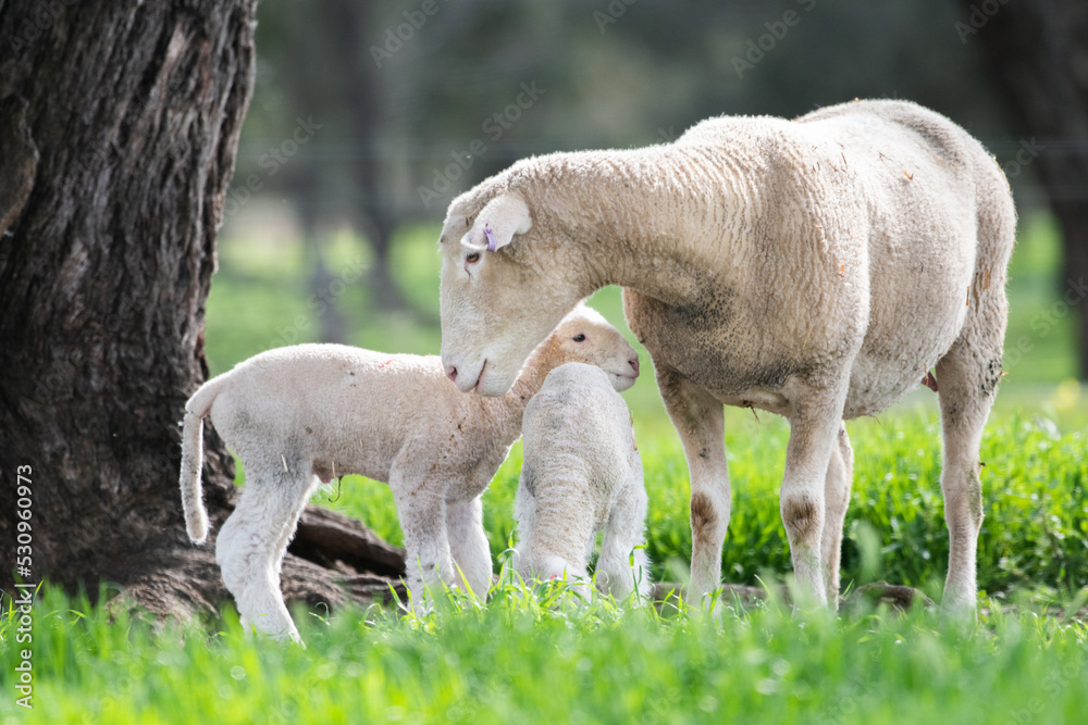 Fototapeta premium Mother sheep looking at twin lambs in the green pasture.