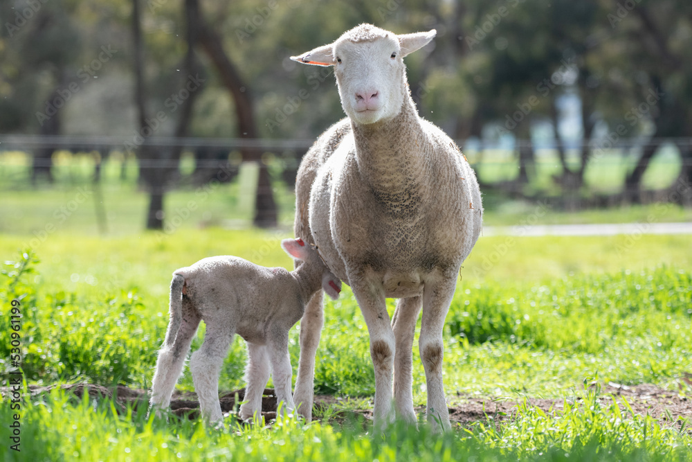 Mother sheep looking at camera while her lamb feeds. Mother sheep looking at camera while her lamb feeds.