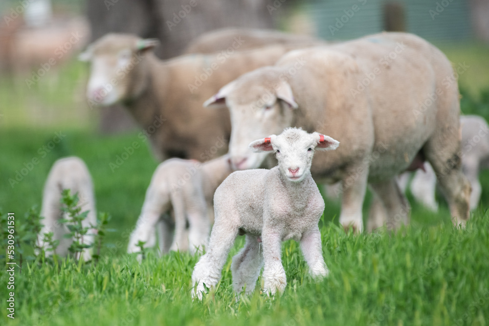Fototapeta premium Lamb standing with sheep in the background.