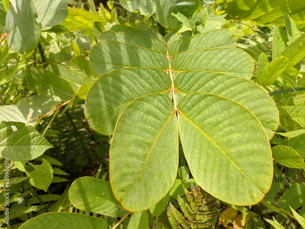 Ketepeng plants (senna alata) in tropical nature borneo Ketepeng plants (senna alata) in tropical nature borneo