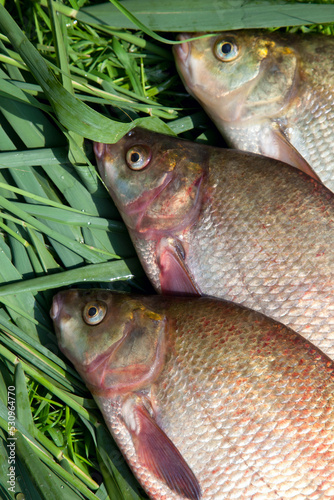 Pile of big freshwater common bream fish on green reed..