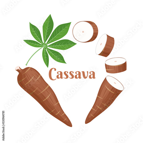 Vector illustration, cassava root (Manihot esculenta, also known as manioc) and leaves, isolated on white background, as a banner, poster or national tapioca day template.