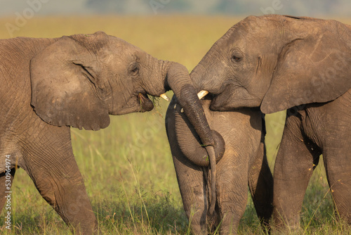 Cute and funny photo of two elephants holding another elephant by its tail. African wildlife on safari in Masai Mara, Kenya